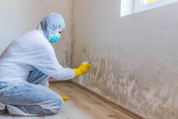 Licensed Mold Inspection service in Clementon, NJ - WQB Mold Removal